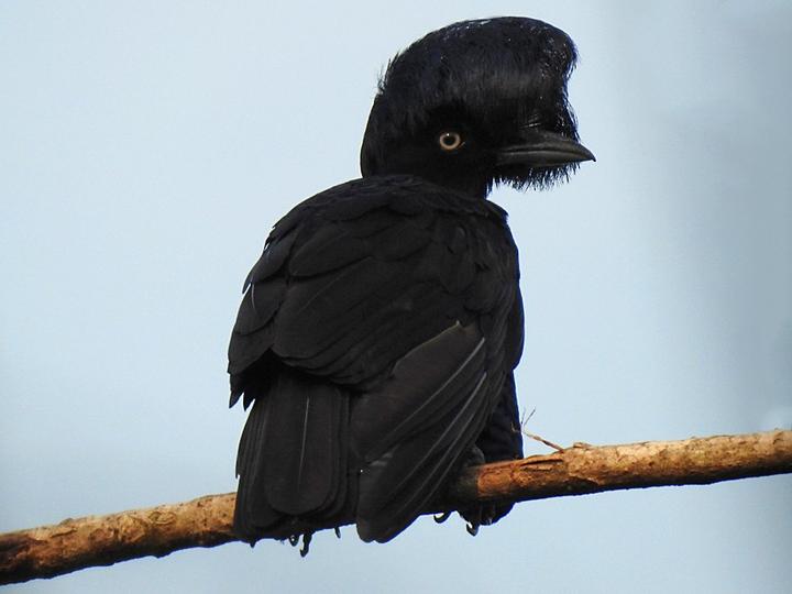 Amazonian Umbrellabird