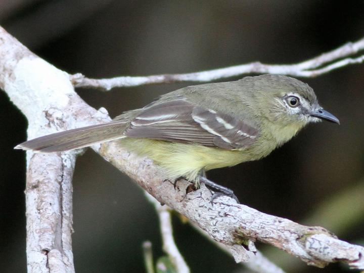 Amazonian Inezia