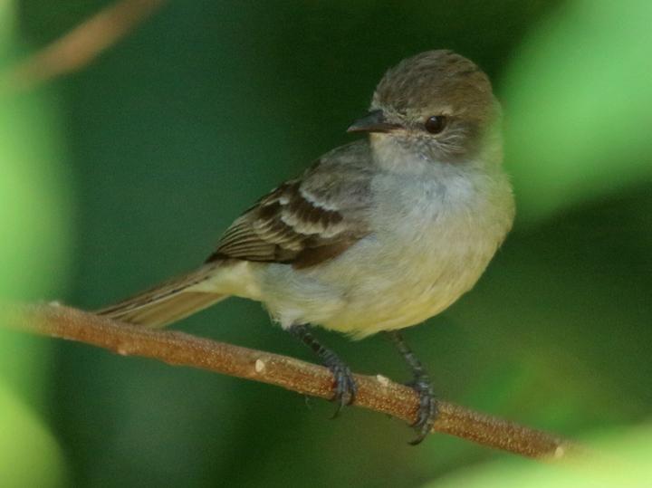 Amazonian Scrub Flycatcher