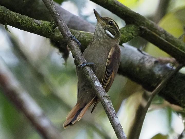 Amazonian Plain Xenops