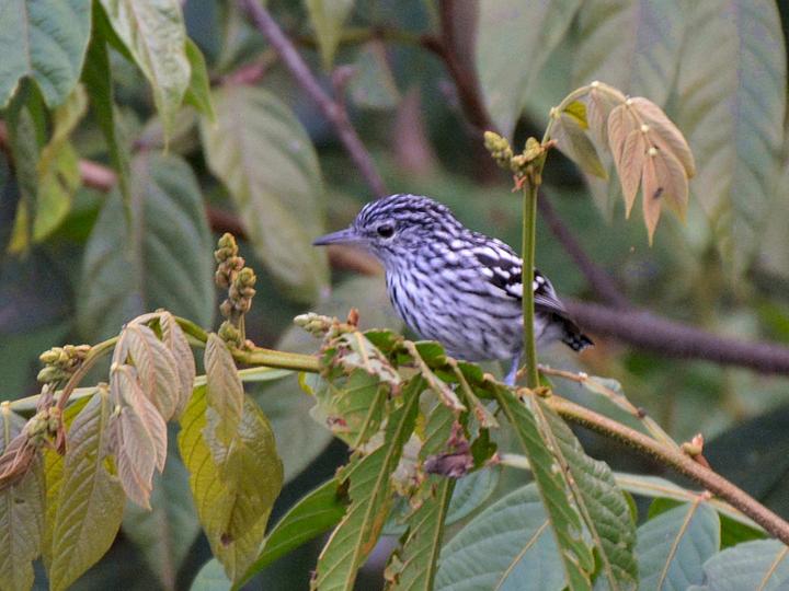 Amazonian Streaked Antwren