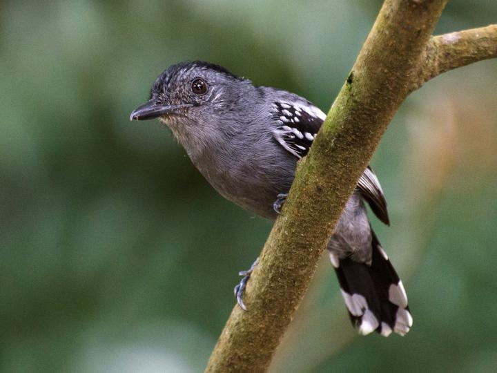 Amazonian Antshrike