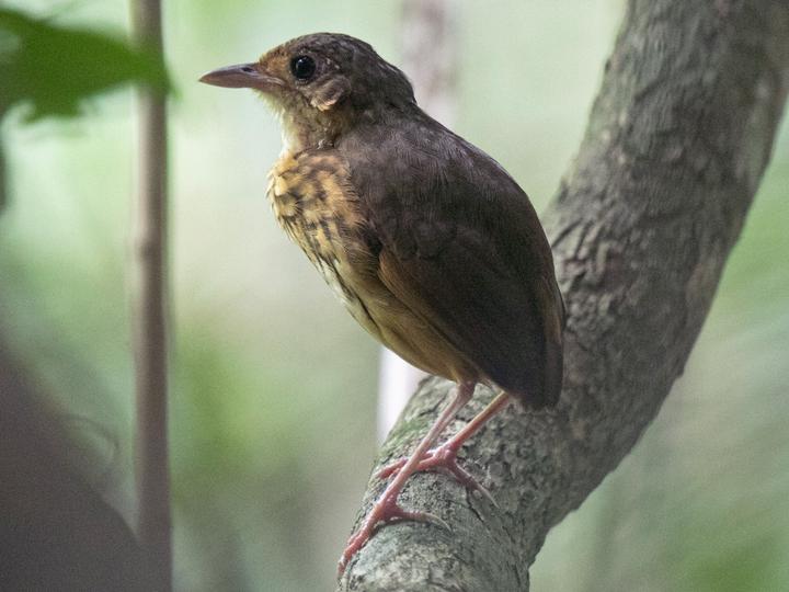 Amazonian Antpitta