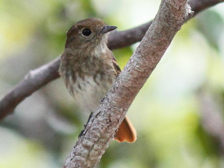 亚马孙黑霸鹟