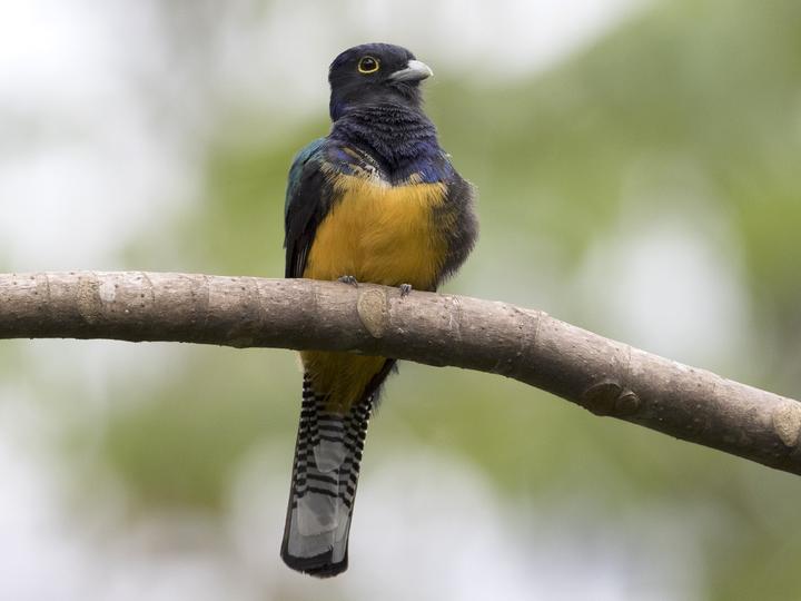 Amazonian Trogon