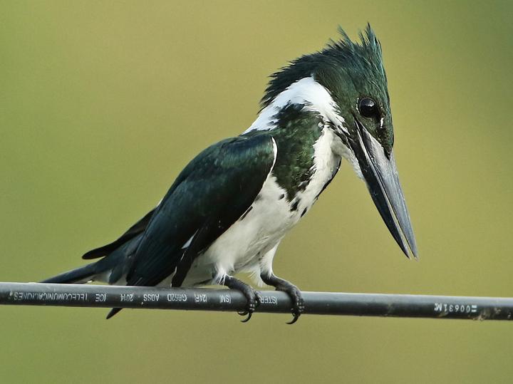 Amazon Kingfisher