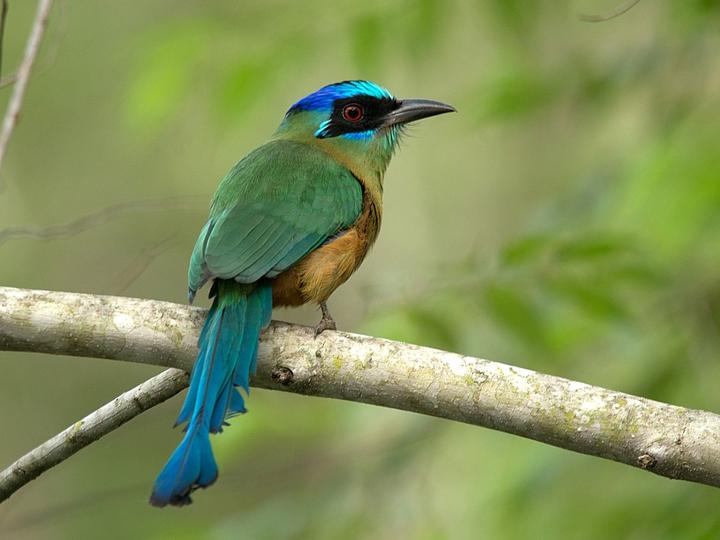 Amazonian Motmot