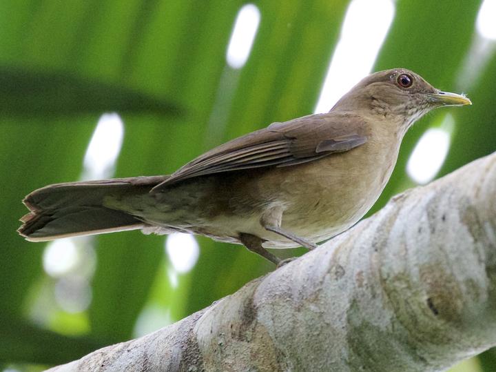 Varzea Thrush