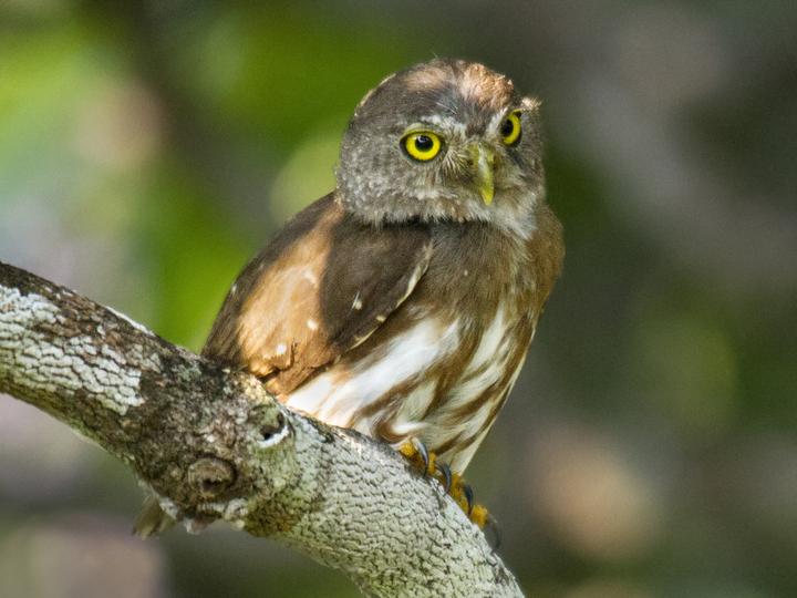 Amazonian Pygmy Owl