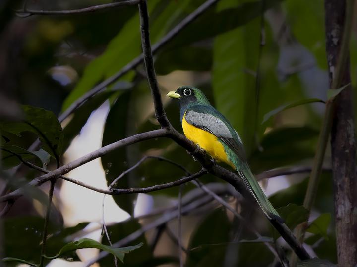Amazonian Black-throated Trogon