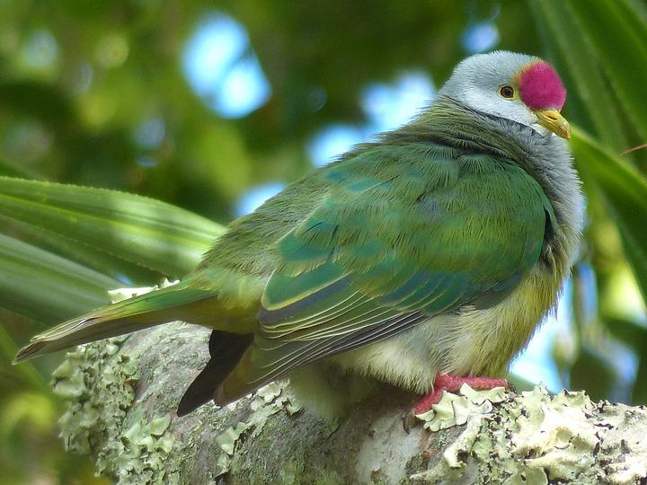 Henderson Fruit Dove