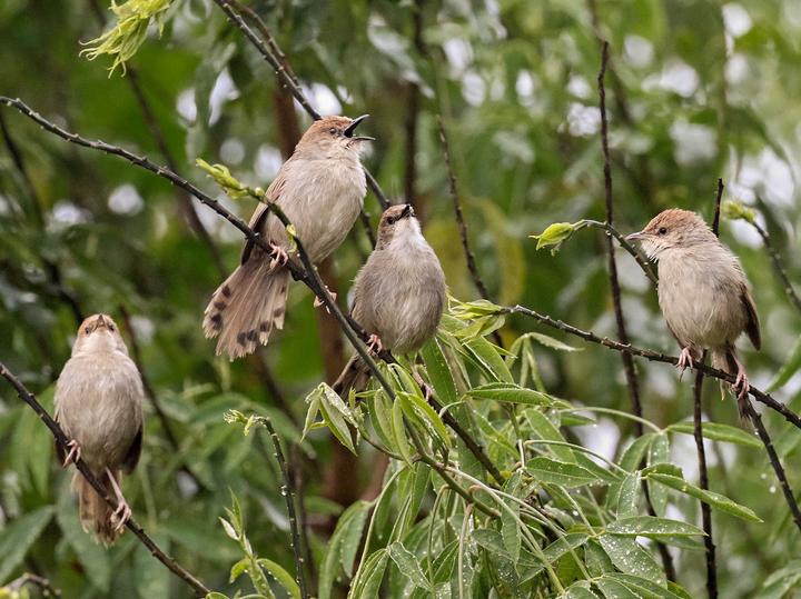 Hunter's Cisticola