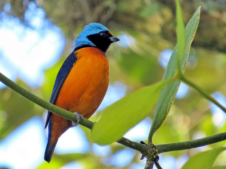Elegant Euphonia
