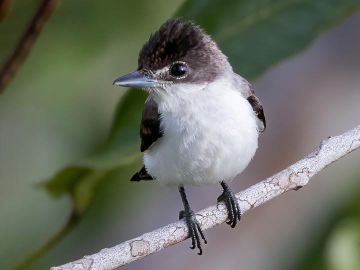 Glossy-backed Becard