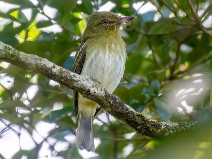 Bright-rumped Attila