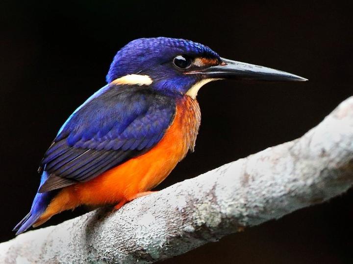 Shining-blue Kingfisher