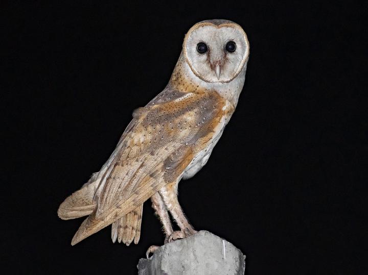 Eastern Barn Owl