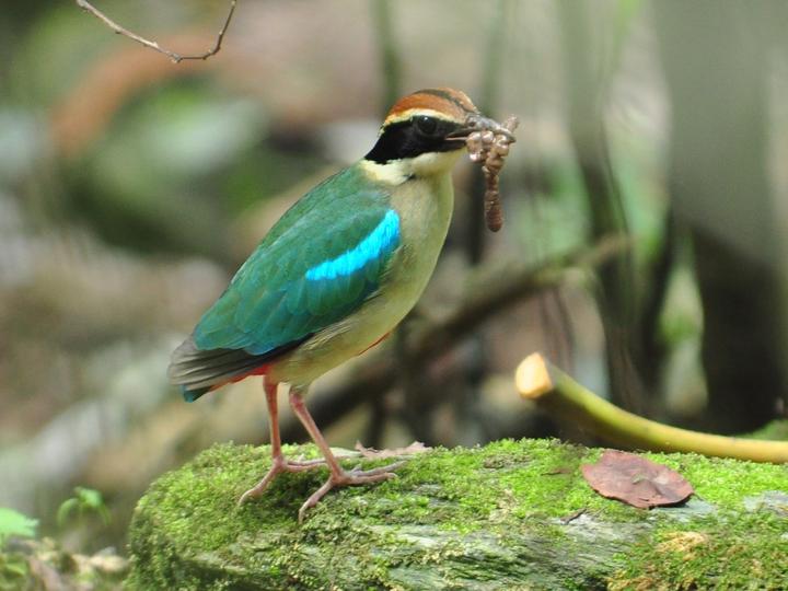 Fairy Pitta