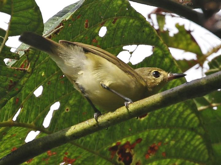 Biak Gerygone