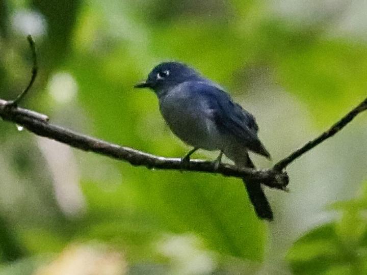Cerulean Flycatcher