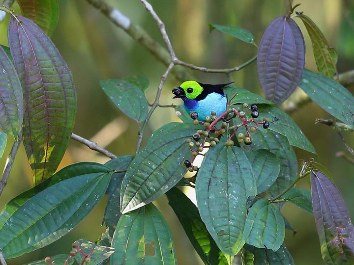 Paradise Tanager