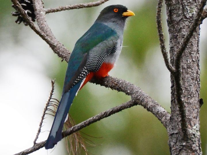 Hispaniolan Trogon
