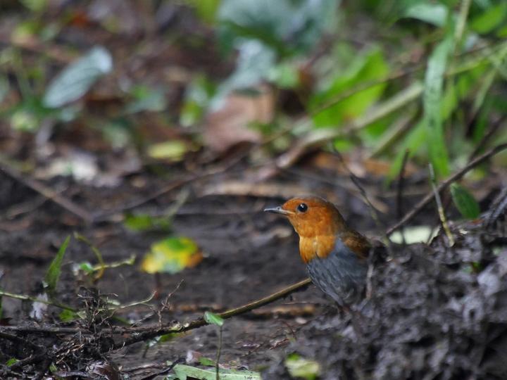 Izu Robin