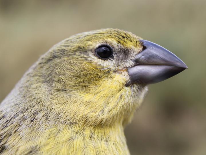 Inaccessible Island Finch