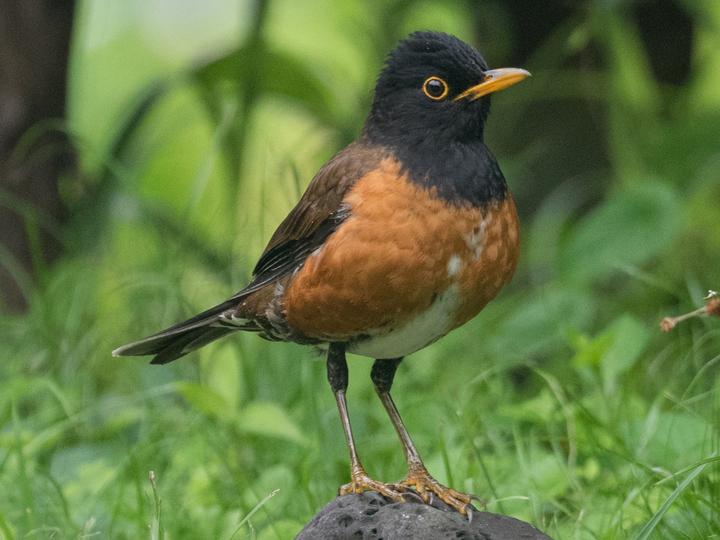 Izu Thrush