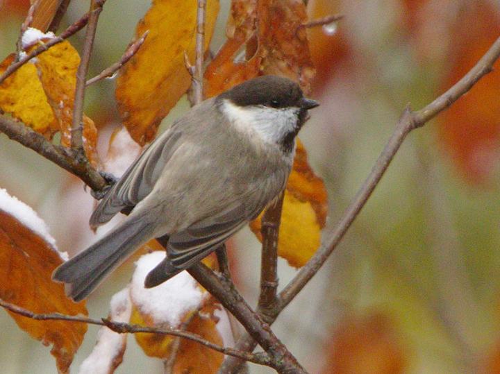 Caspian Tit