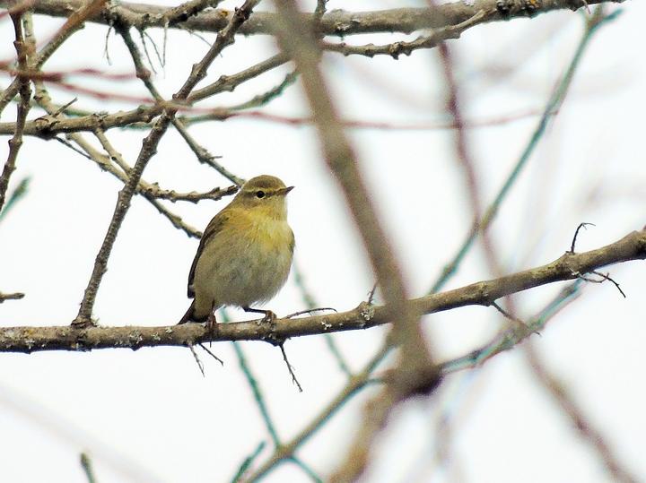 Iberian Chiffchaff