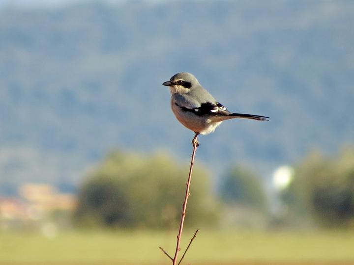 Iberian Grey Shrike