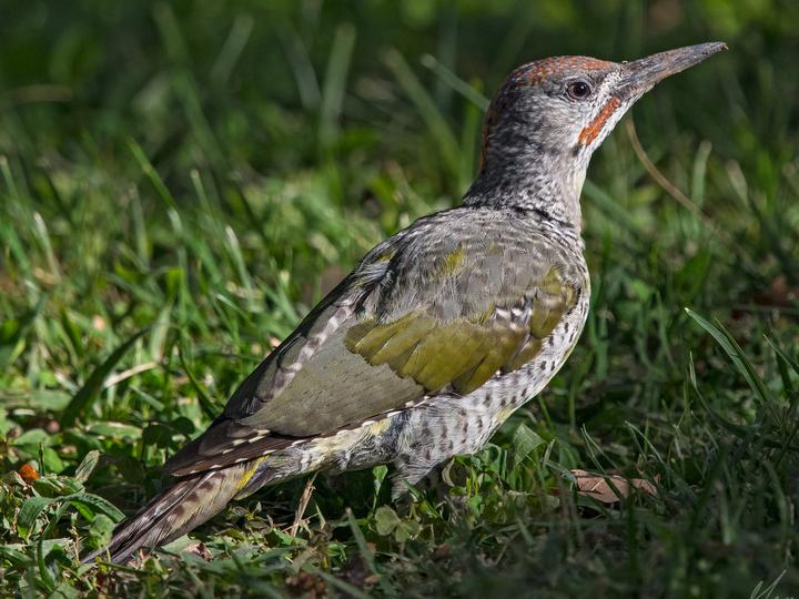 Iberian Green Woodpecker