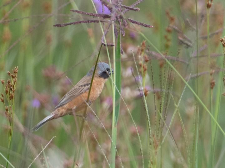 Ibera Seedeater