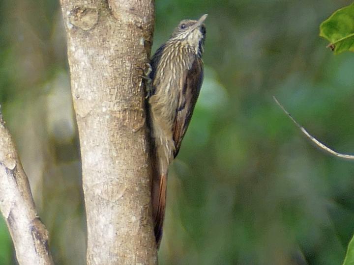 Inambari Woodcreeper