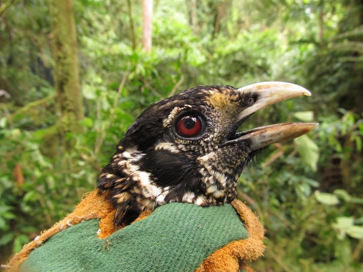 Huon Catbird