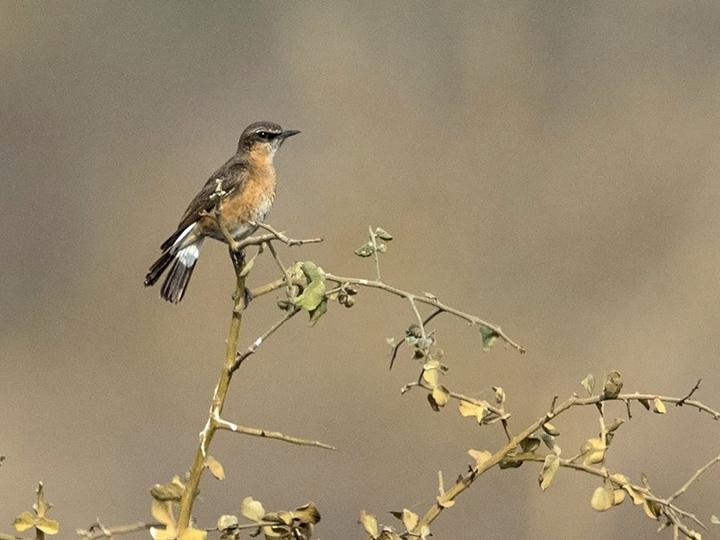 Heuglin's Wheatear