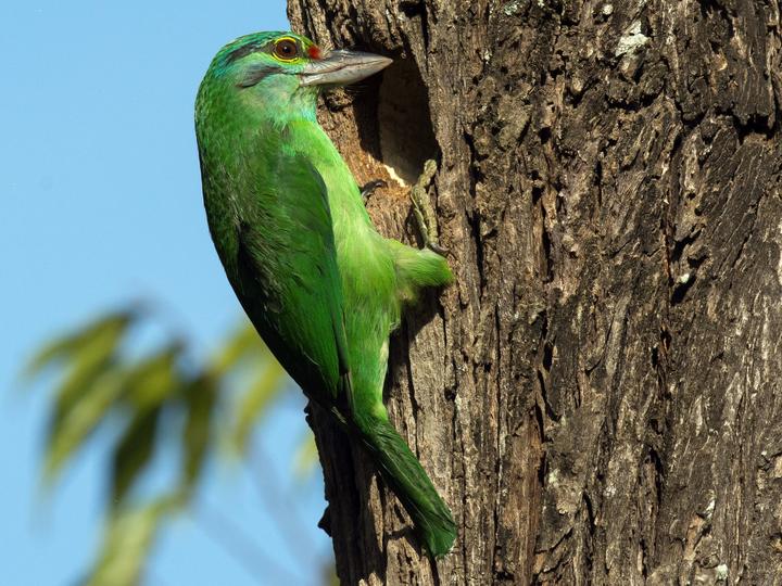 Moustached Barbet