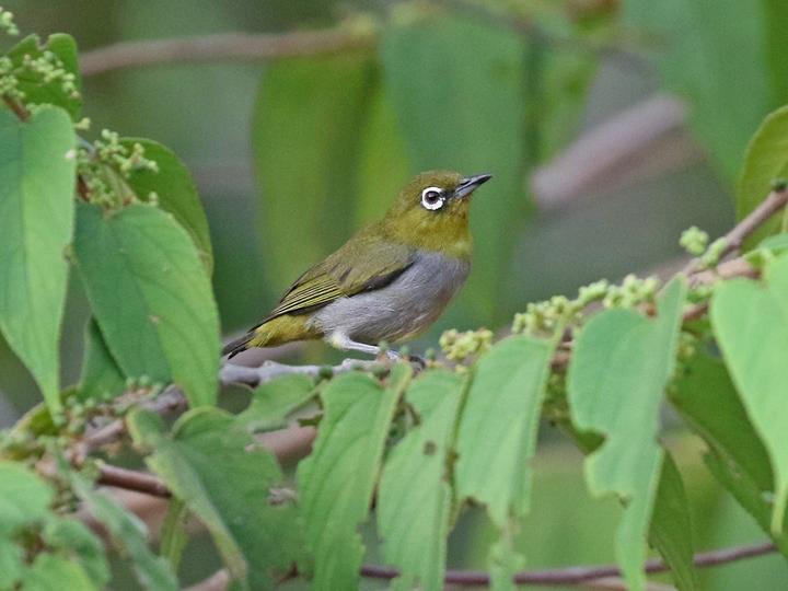 Hume's White-eye
