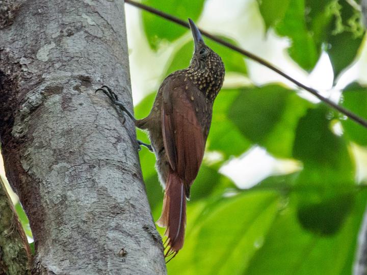 Elegant Woodcreeper