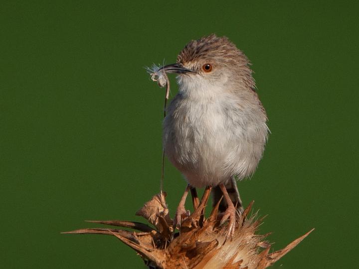 Graceful Prinia