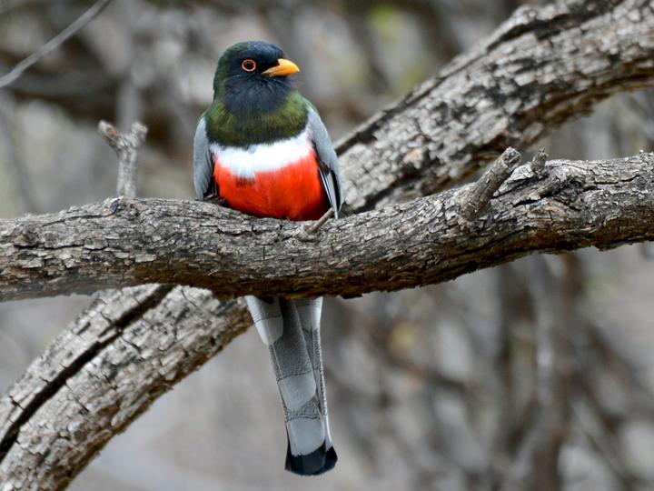 Elegant Trogon