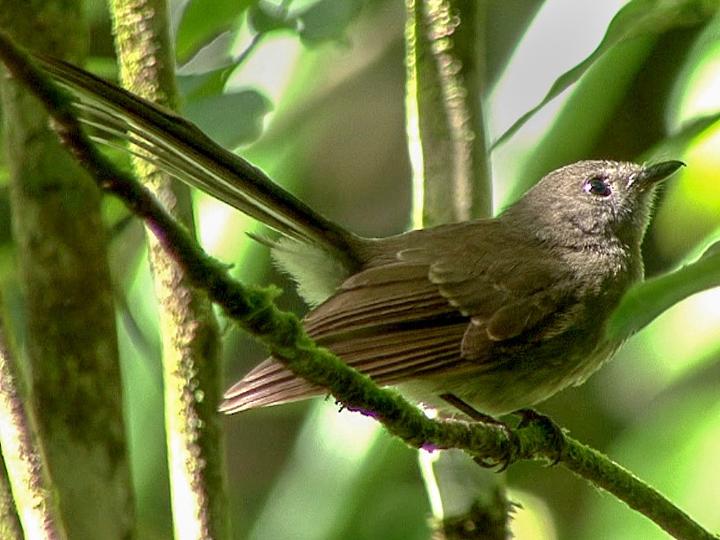 Rennell Fantail