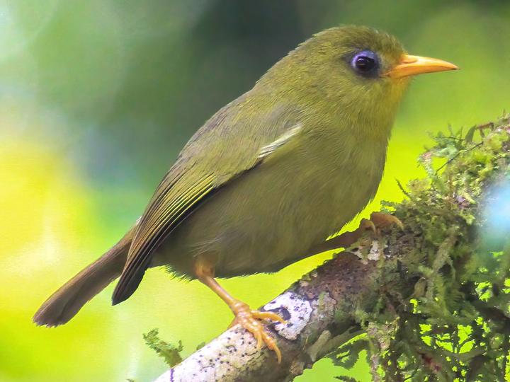 Rennell White-eye