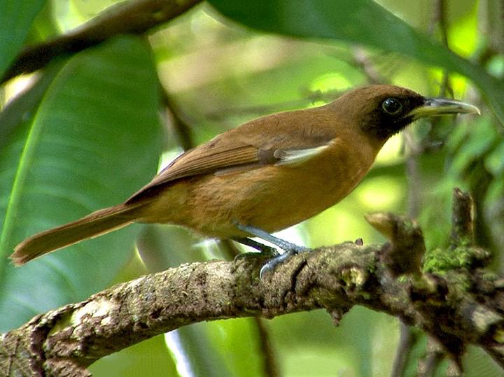 Rennell Shrikebill