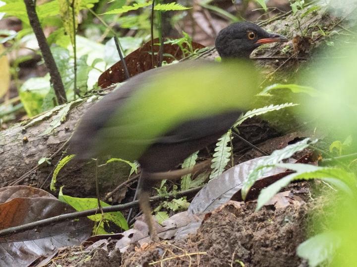 Berlepsch's Tinamou