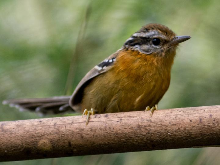 Bertoni's Antbird