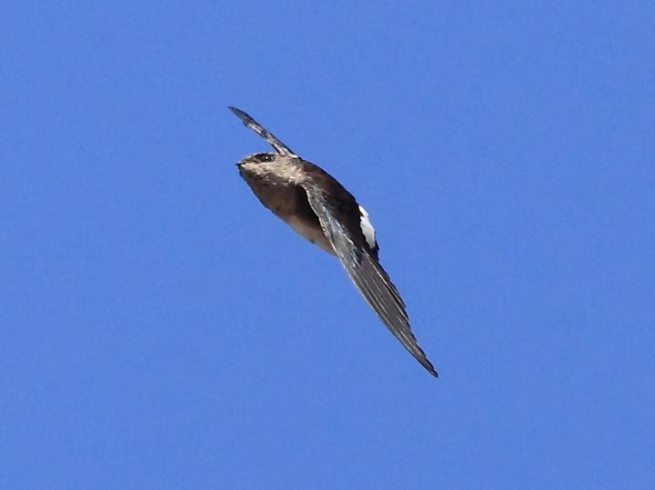 Böhm's Spinetail