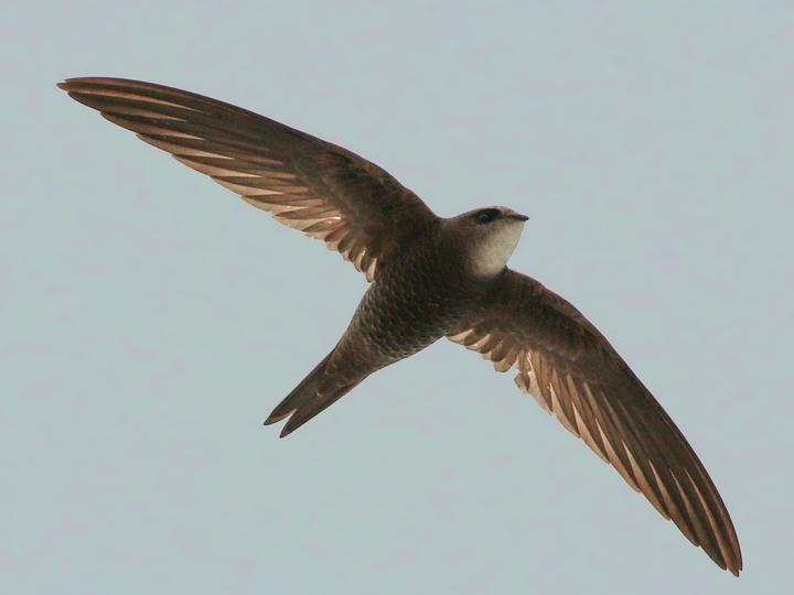 Forbes-Watson's Swift