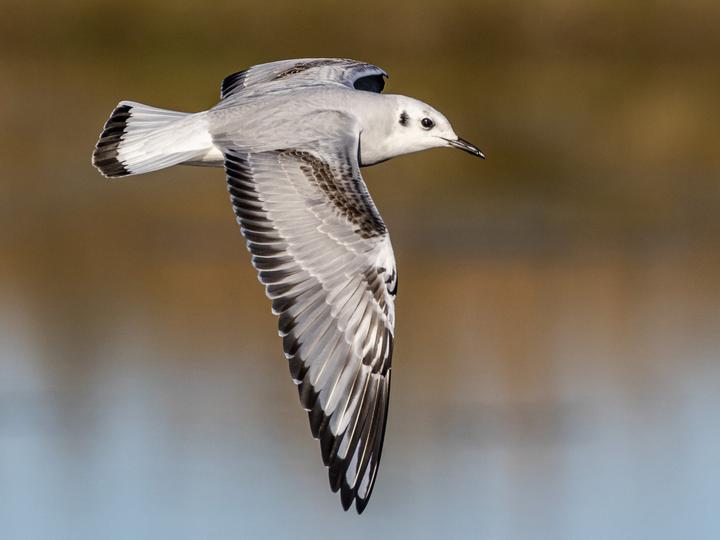 Bonaparte's Gull